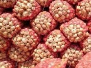 Cebolla fresca de origen: 1. Origen: Alemania 2. Envasado: