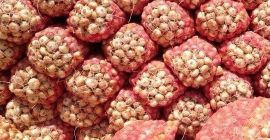 Cebolla fresca de origen: 1