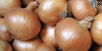 cebolla fresca: 1