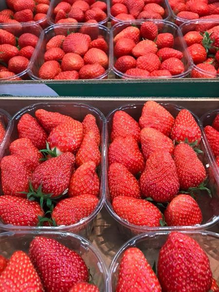 Fresas frescas para la venta Todas las variedades disponibles, póngase en contacto con nosotros por correo electrónico o whatsApp para obtener más información