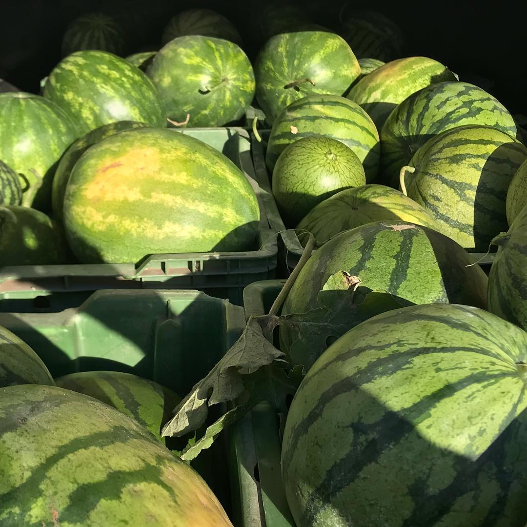 Señoras y señores, les deseo un buen día! Somos KJ-PERDERSEN A / S, uno de los proveedores reconocidos que se dedican a la exportación de FRUTAS Y VERDURAS