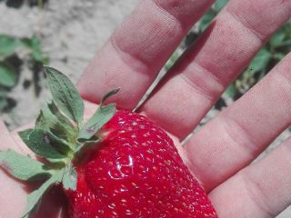 Venderé fresas frescas, cultivadas de forma ecológica, es decir.