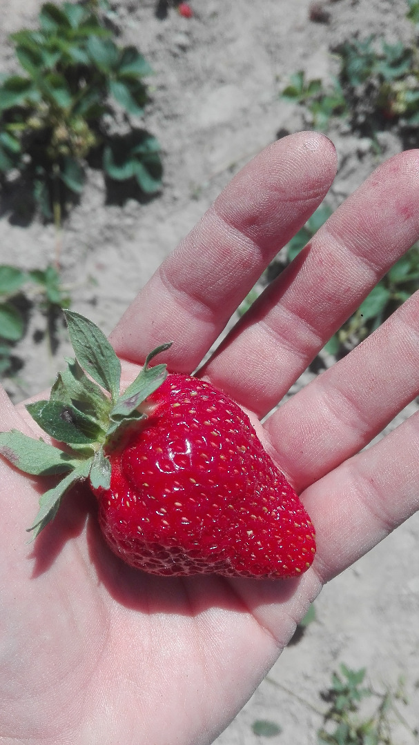 Venderé fresas frescas, cultivadas de forma ecológica, es decir