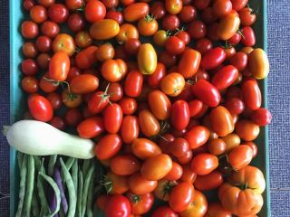Les deseo a todos un día exitoso. Tomates frescos
