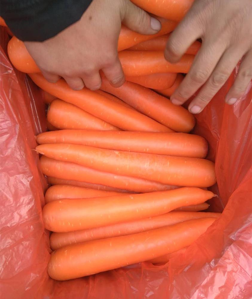 Tamaños S: 80-150g M: 150-200g L: 200-250g XL: 250-300g 3L: 300g y más Origen del producto: provincia de Shandong, China