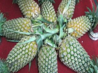 Nombre del producto 100% de exportación orientado a piña