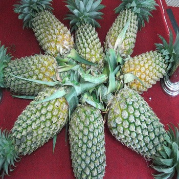 Nombre del producto 100% de exportación orientado a piña orgánica fresca Origen: Sudáfrica Especificación (Tamaño) 1-3 kgs / peices, Color amarillo, verde