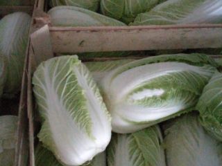 Tenemos el repollo blanco fresco de la más alta