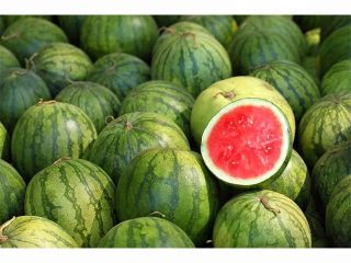 Tipo de producto: Melón Tipo de cultivo: Madurez común:
