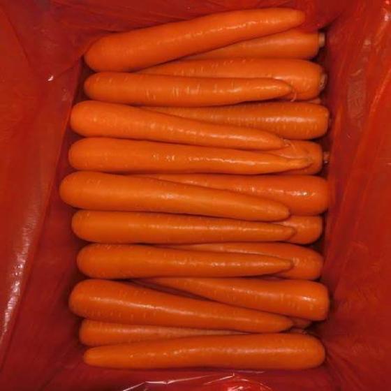Variedad de zanahorias: Tipo de zanahorias: Certificación común 9001 Color: amarillo, morado y rojo Marca: Elbardy para exportación Tamaño: 150-200, 200-250