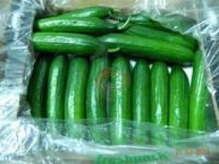 Especificaciones del pepino fresco De Chipre ETAPA 1 Certificado