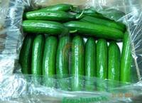 Especificaciones del pepino fresco De Chipre ETAPA 1 Certificado de calidad SGS Un pepino fresco de Chipre y otras partes de Europa Pepino fresco Tamaño: 10:12