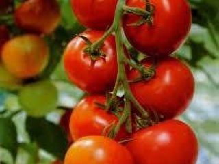Somos los principales productores de todo tipo de verduras