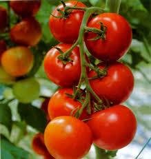 Somos los principales productores de todo tipo de verduras frescas en el mundo, así como la mejor calidad, por lo que estamos buscando compradores que puedan