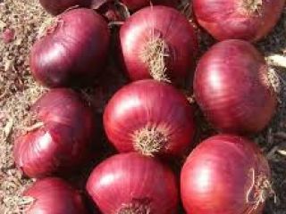Somos los principales productores de todo tipo de verduras