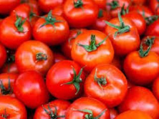 Somos los principales productores de todo tipo de verduras