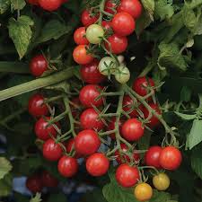 Somos los principales productores de todo tipo de verduras frescas en el mundo, así como la mejor calidad, por lo que estamos buscando compradores que puedan