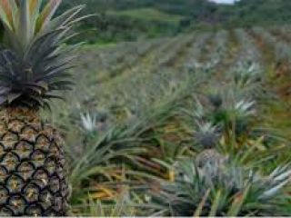 Piñas frescas 1. Medias: 1 a 1,4 kg /