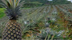 Piñas frescas 1