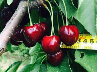 Nuestra empresa ofrece entrega de las mejores cerezas dulces