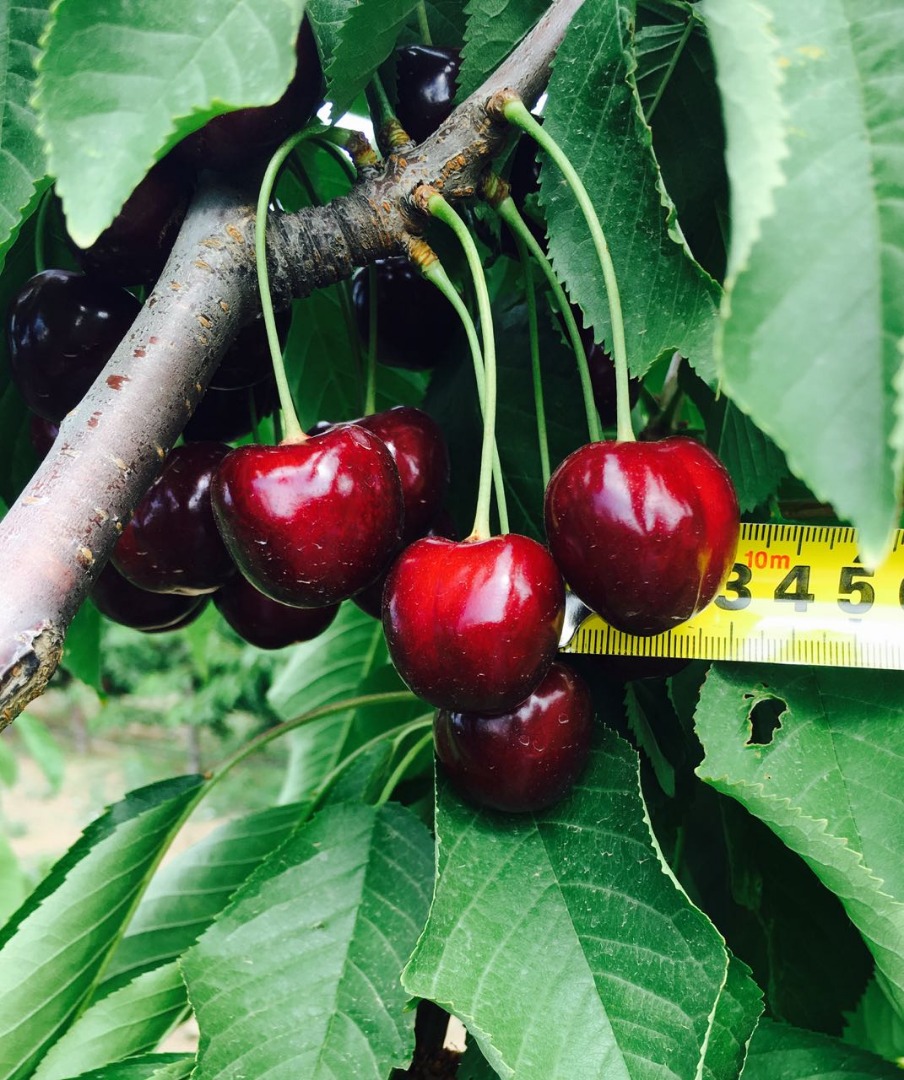 Nuestra empresa ofrece entrega de las mejores cerezas dulces de Ucrania
