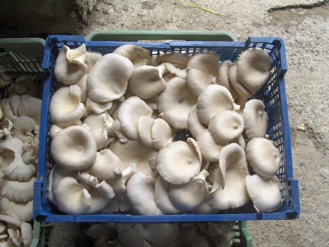 Durante todo el año, el cultivo de hongos ostra establecerá una cooperación permanente con los recipientes de hongos, carpa, hojas, recipientes de 200, 300