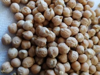 Garbanzos o garbanzos. Cicer arietinum es de la familia