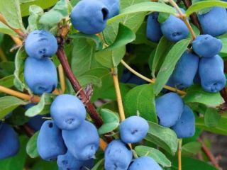 Venderé Kamchatka azul - variedad Wojtuś. Las frutas todavía