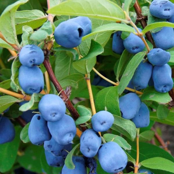 Venderé Kamchatka azul - variedad Wojtuś