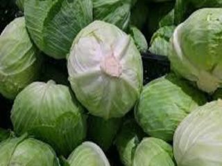Tipo de producto: repollo fresco Especificaciones: 1.5-2.5 kg Certificación