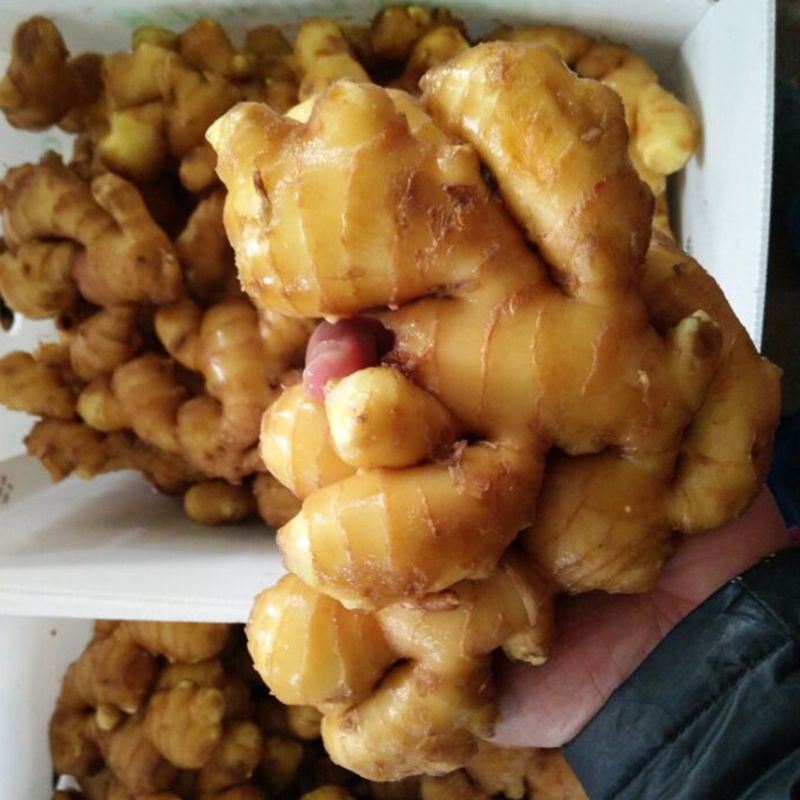 Nombre del producto Fresh Ginger Crop Nuevo color de color amarillo sabor picante grado de calidad superior, grado AAA Tipo de cultivo Piel orgánica Suave y