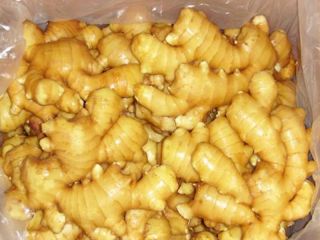 Nombre del producto Fresh Ginger Crop Nuevo color de