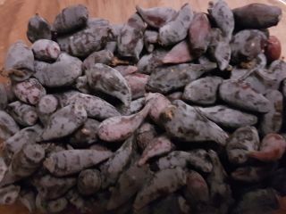 Venderé frutas de bayas de Kamchatka. Variedades de wojtek