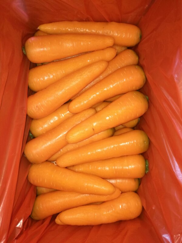Zanahoria fresca Tamaños S: 80-150g M: 150-200g L: 200-250g XL: 250-300g 3L: 300g y más Origen del producto: provincia de Shandong, China Características: 1)