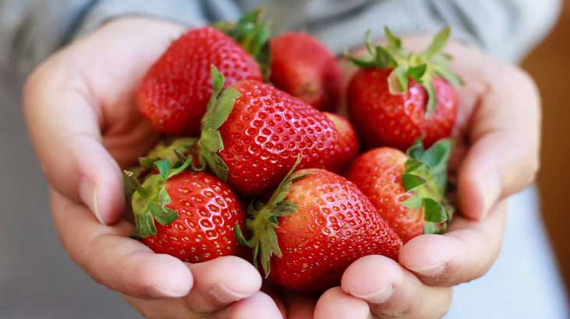 Venderé el paquete de fresas frescas y congeladas en 10kg
