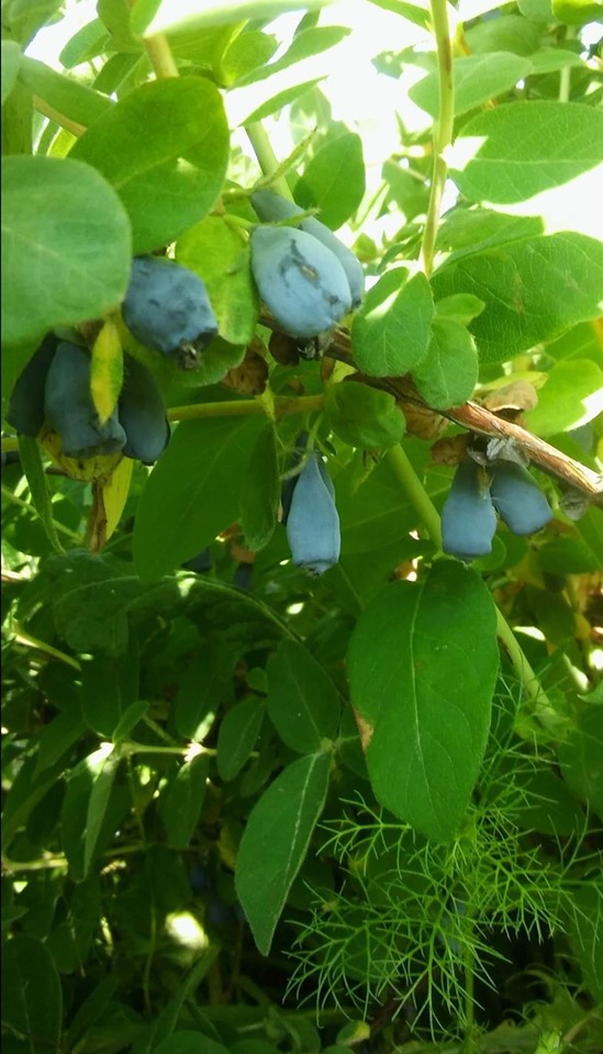 Los invito a comprar las bayas de Jagoda Kamczacka de la plantación orgánica de la familia