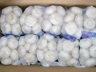 Ajo blanco fresco para la venta Nombre Ajo blanco