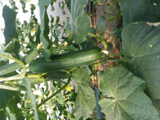 Venderé pepino largo de invernadero de mi propia producción