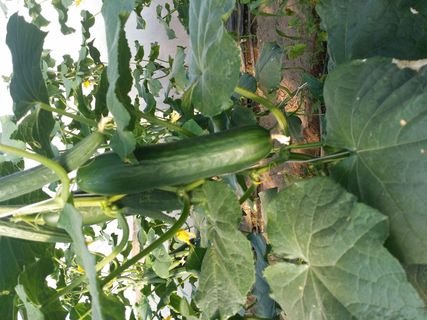 Venderé pepino largo de invernadero de mi propia producción cubierto
