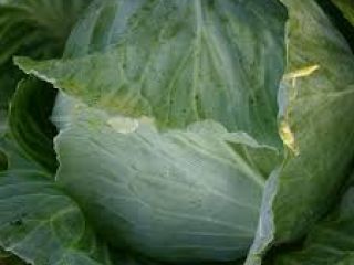 Tamaño de la col verde fresca: 500-1000g, 1000-1500g, 1500-2000g,