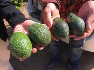 Venta de aguacate fresco Todas las variedades de repollo