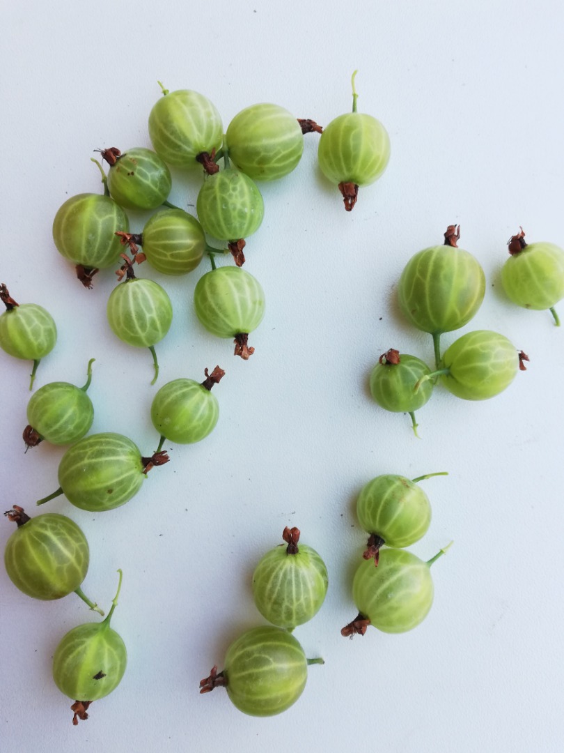 Voy a vender un buen y saludable macurines de grosella verde cosechadoras cosechadoras