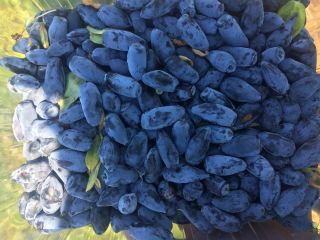 Venderé bayas de la variedad kamchatka Wojtek, zojka