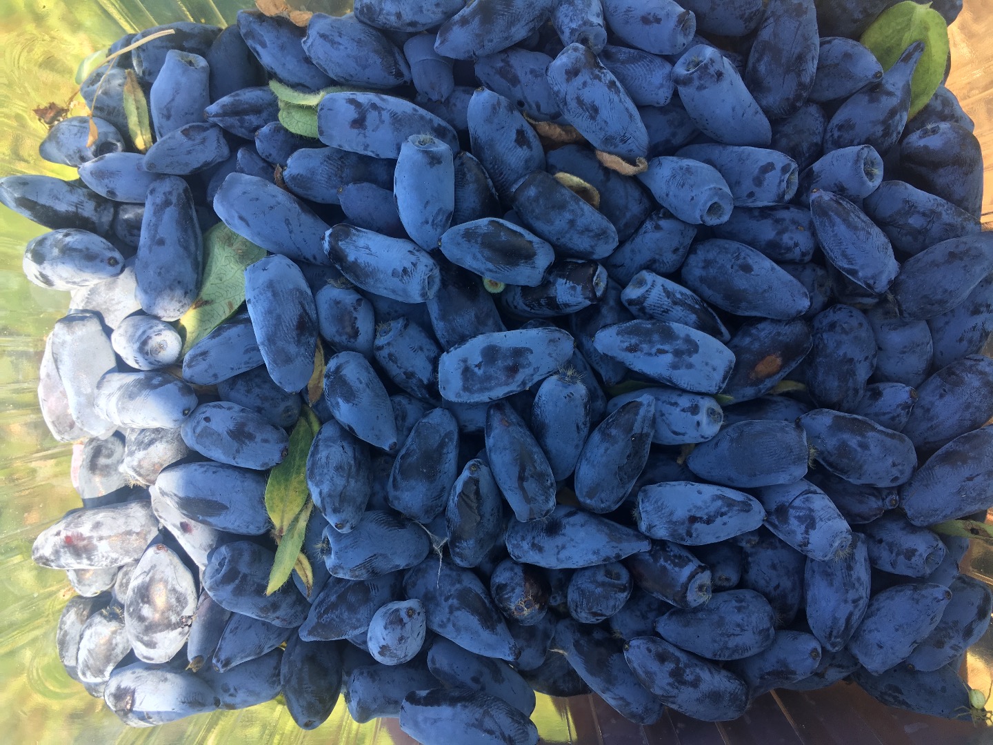 Venderé bayas de la variedad kamchatka Wojtek, zojka