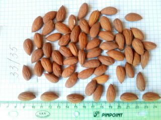 Almendras de Uzbekistán. Almendras al por mayor, grandes y
