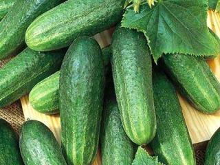 Cosecha de melón 2019 de Uzbekistán. Ofrecemos melones y