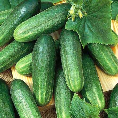 Cosecha de melón 2019 de Uzbekistán