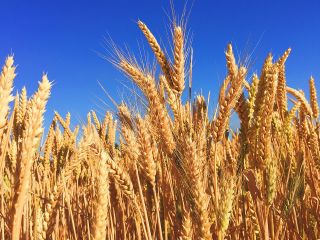 TechnoAgro Strategists Limited desde su fundación se ha convertido