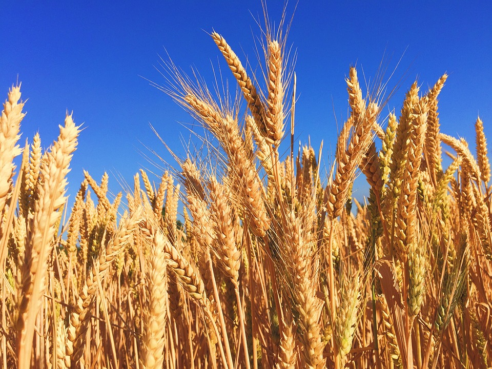 TechnoAgro Strategists Limited desde su fundación se ha convertido en una empresa de exportación confiable de productos agrícolas de mayor calidad de África