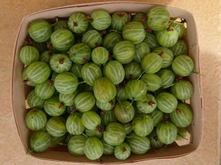 Vendo grosellas de 20 a 25 toneladas, variedad de